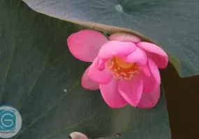 تالاب کیاکلایه لنگرود