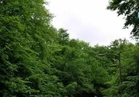 پارک جنگلی النگدره، جنگل چهار فصل گرگان