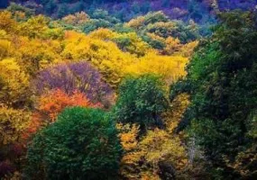 پارک جنگلی النگدره، جنگل چهار فصل گرگان