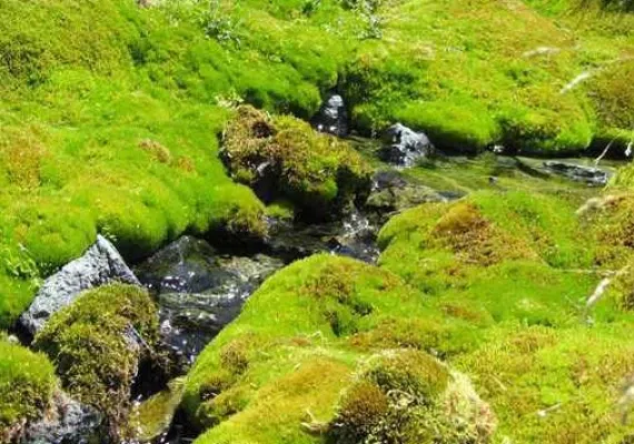 چشمه لاله گلستان