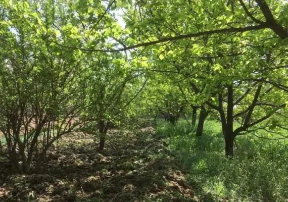 نوفرست