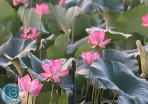 تالاب کیاکلایه لنگرود