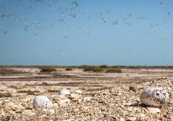 پارک ملی دریایی دیر-نخیلو، بهشت پرندگان و زیباترین پارک پرندگان در خاورمیانه