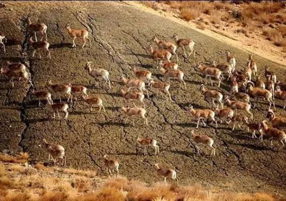 پارک ملی گلستان، بزرگترین پارک ایران، زیستگاه آهو، یوزپلنگ و خرس