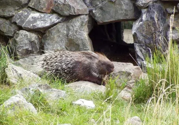 پارک ملی گلستان، بزرگترین پارک ایران، زیستگاه آهو، یوزپلنگ و خرس
