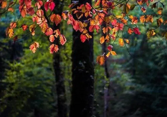 پارک جنگلی النگدره، جنگل چهار فصل گرگان