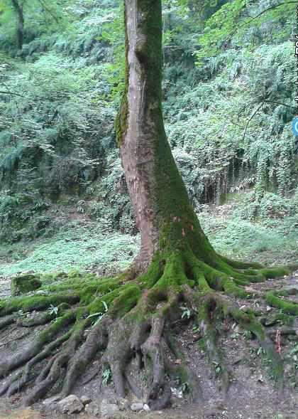 آبشار باران کوه