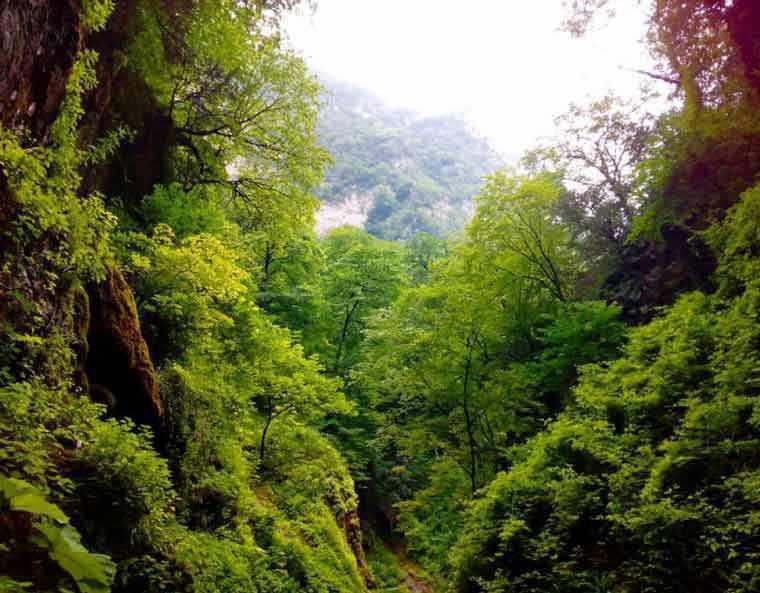 جنگل شصت کلا کجاست