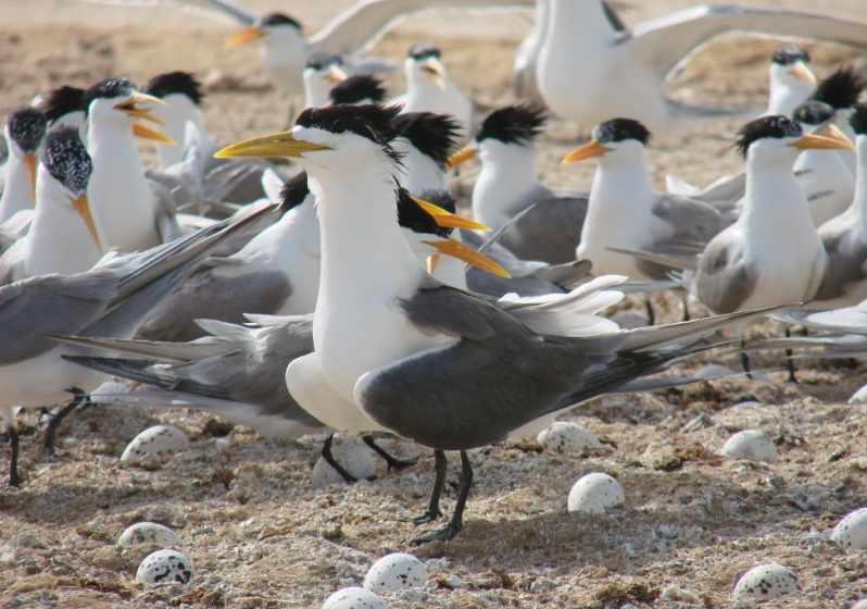 پارک ملی دریایی دیر-نخیلو، بهشت پرندگان و زیباترین پارک پرندگان در خاورمیانه