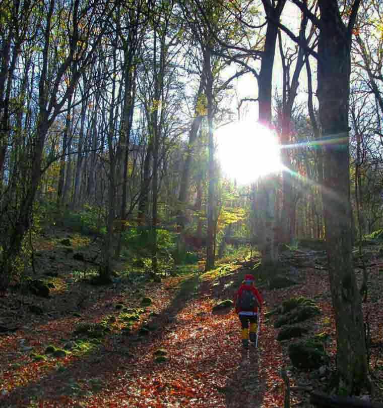 جنگل شصت کلا کجاست