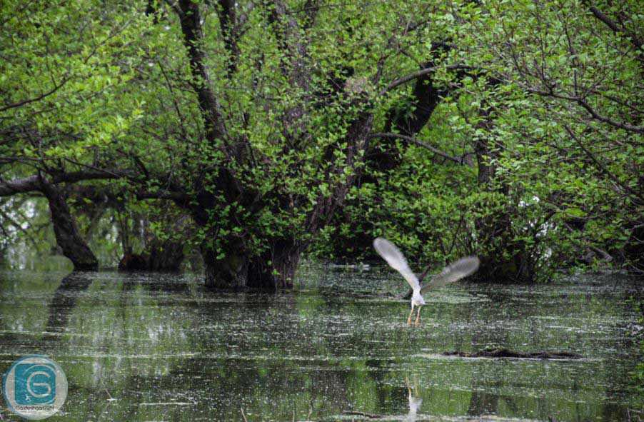 تالاب استیل