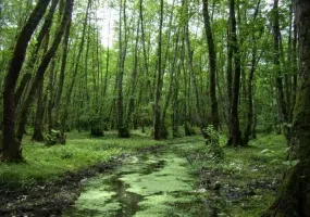 پارک جنگلی گیسوم