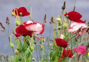 دشت های توصیف ناپذیر بهار همدان