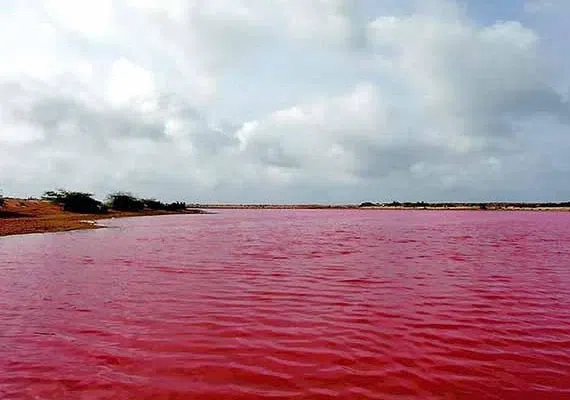 لیپار، دلربای صورتی ایران