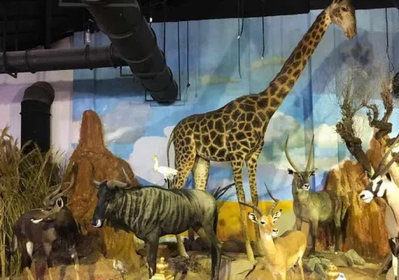 موزه تاریخ طبیعی دارآباد