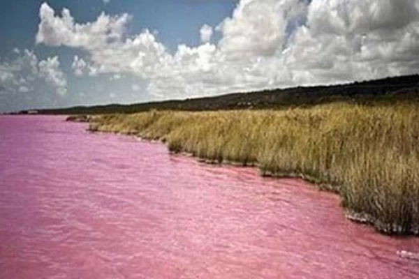 لیپار، دلربای صورتی ایران