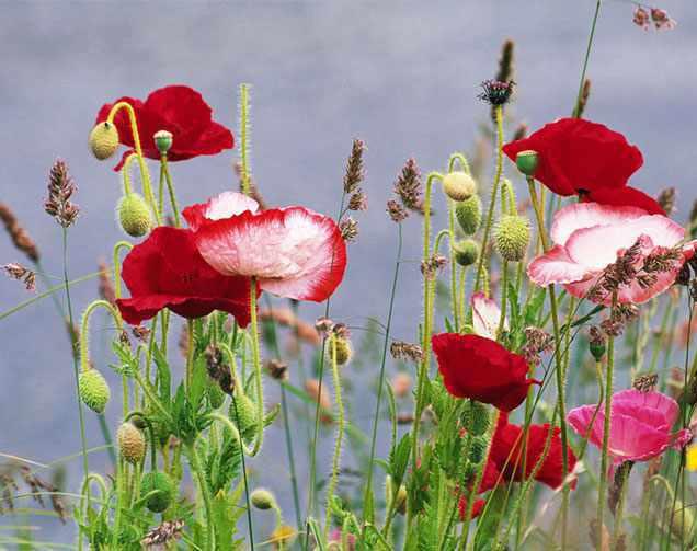 دشت های توصیف ناپذیر بهار همدان