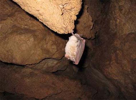 غار گلجیک زنجان، معجزه ای از جنس آهک