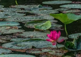 تالاب سوستان لاهیجان