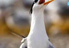 منطقه حفاظت شده مند
