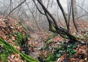 بندر کیاشهر