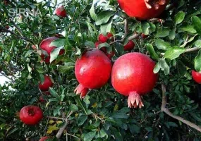 روستای اشتبین، ماسوله ای در همسایگی ارس