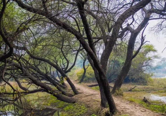 پارک جنگلی توسکا تهران