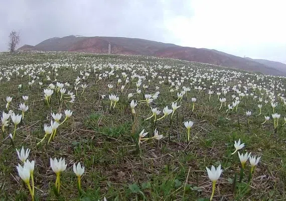 تفرجگاه ماهار زنوز، بهشتی خمارآلود