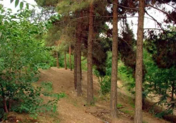 پارک جنگلی چیتگر، پارکی با امکانات متعدد