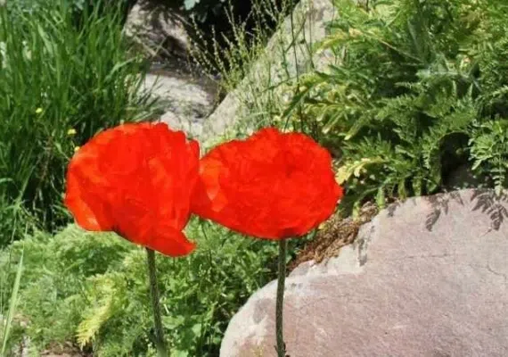 تفرجگاه توران درسی، مهد شقایق های کوهی