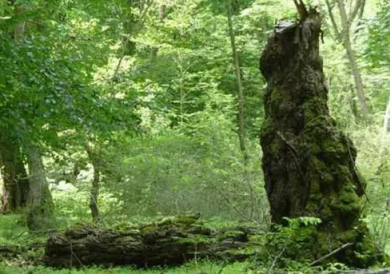 پارک جنگلی توسکا تهران