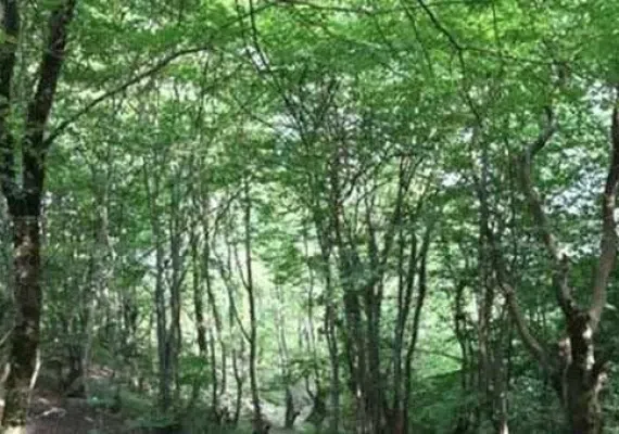 پارک جنگلی توسکا تهران