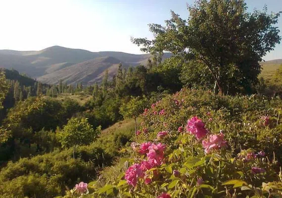 روستای مجارشین، میرزانشین اسکو