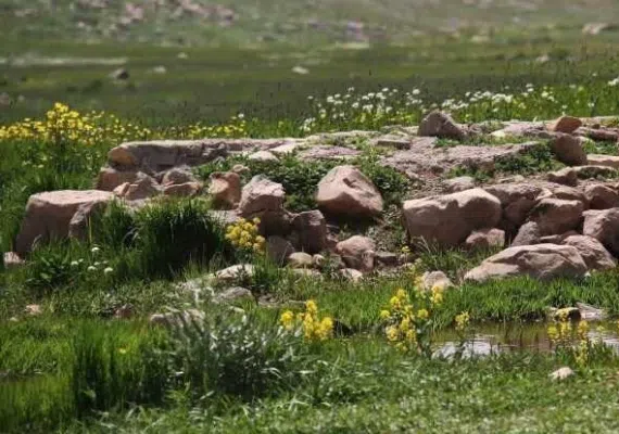 تفرجگاه توران درسی، مهد شقایق های کوهی