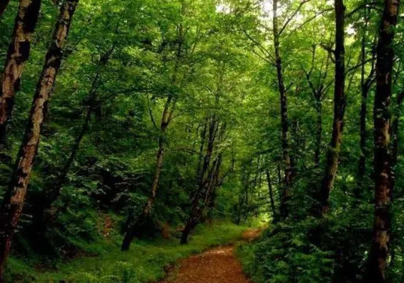 روستای صفرابسته، تونلی از جنس توسکاهایی که یکدیگر را به آغوش کشیده اند