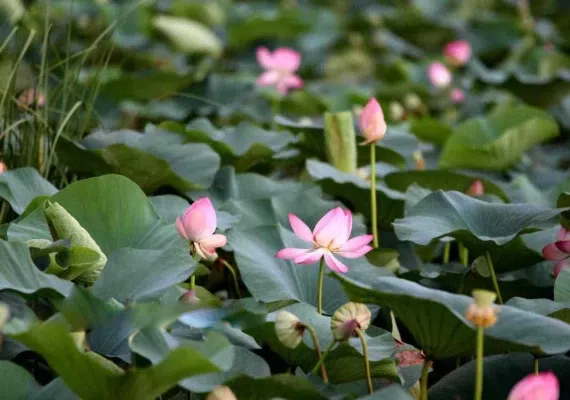 تالاب کیاکلایه لنگرود