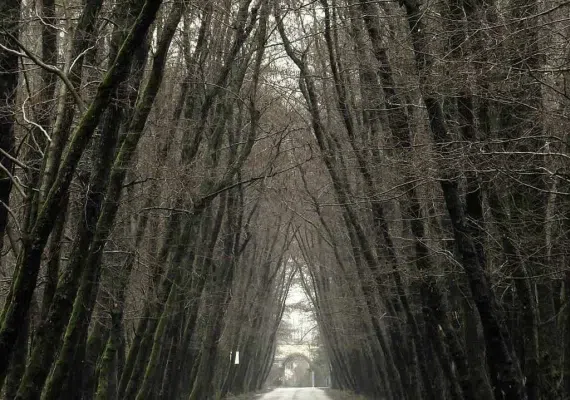 روستای صفرابسته، تونلی از جنس توسکاهایی که یکدیگر را به آغوش کشیده اند