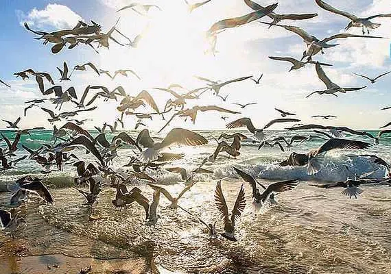 پارک ملی دریایی دیر-نخیلو، بهشت پرندگان و زیباترین پارک پرندگان در خاورمیانه