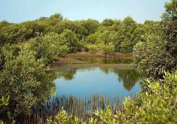 منطقه حفاظت شده و پارک ملی دریایی نایبند