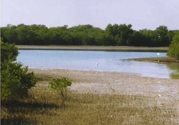 منطقه حفاظت شده و پارک ملی دریایی نایبند