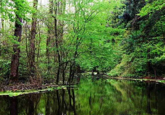 پارک جنگلی سراوان