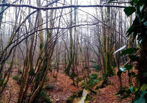 بندر کیاشهر