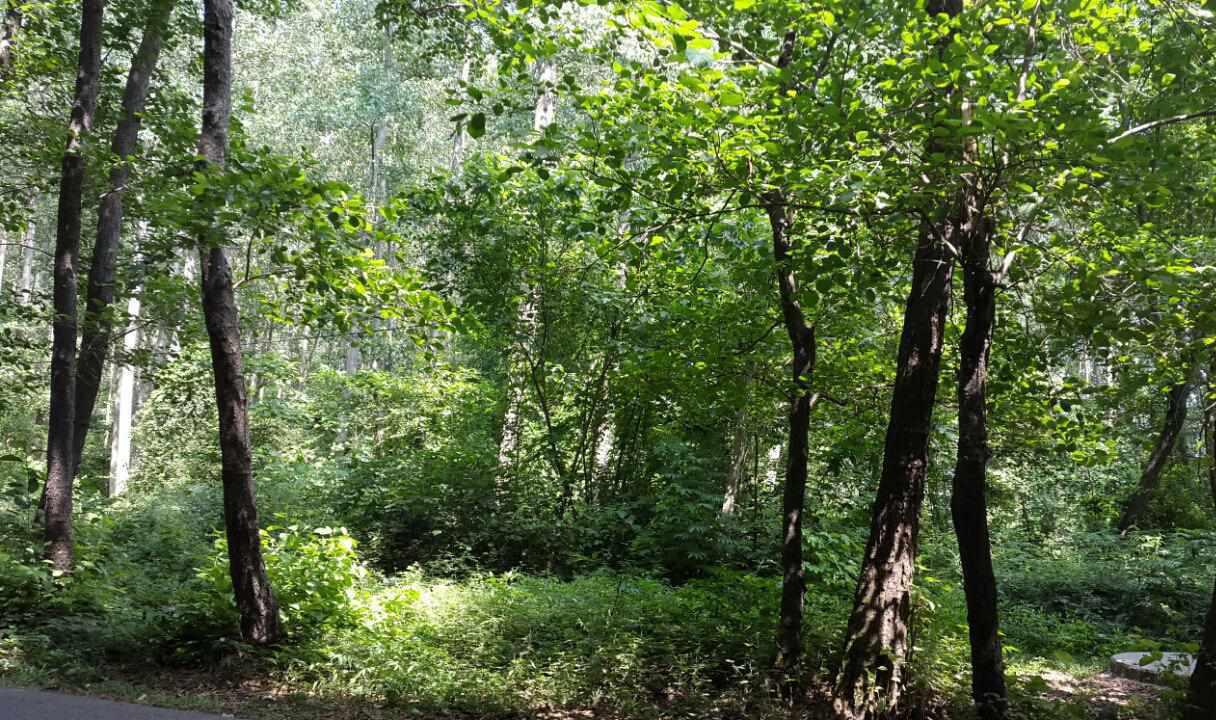 روستای صفرابسته، تونلی از جنس توسکاهایی که یکدیگر را به آغوش کشیده اند