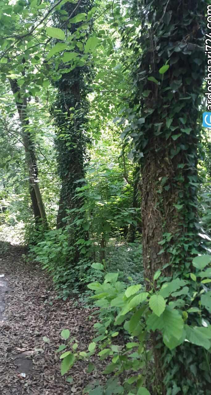 روستای صفرابسته، تونلی از جنس توسکاهایی که یکدیگر را به آغوش کشیده اند