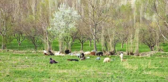 روستای هرانده فیروزکوه، چشم اندازی زیبا از طبیعت