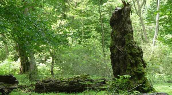 پارک جنگلی توسکا تهران