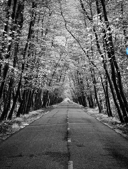 روستای صفرابسته، تونلی از جنس توسکاهایی که یکدیگر را به آغوش کشیده اند