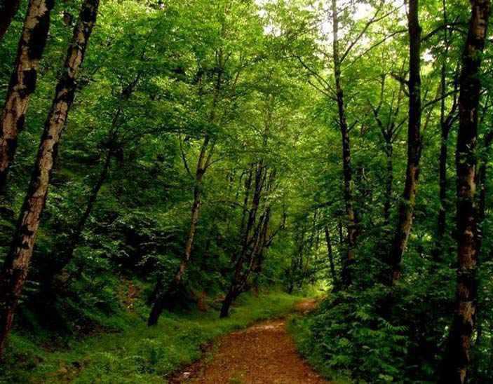 روستای صفرابسته، تونلی از جنس توسکاهایی که یکدیگر را به آغوش کشیده اند