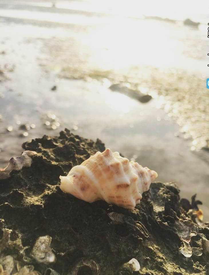 جزیره ماسه ای شیف