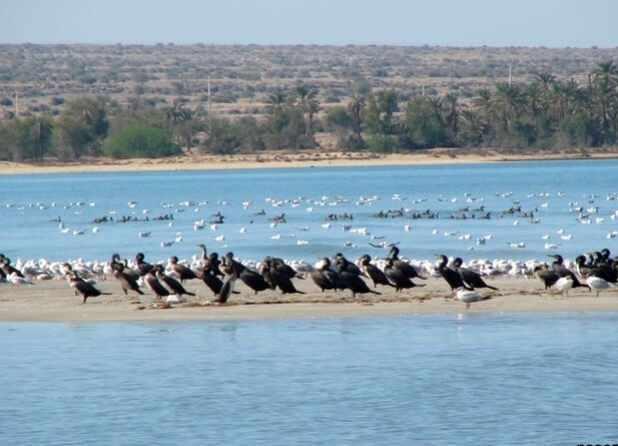 منطقه حفاظت شده و پارک ملی دریایی نایبند